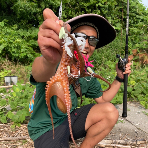 タコの釣果