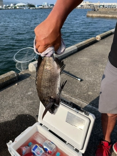 クロダイの釣果