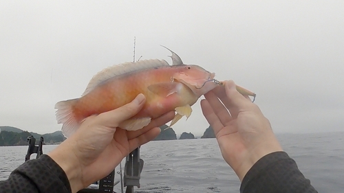 イラの釣果