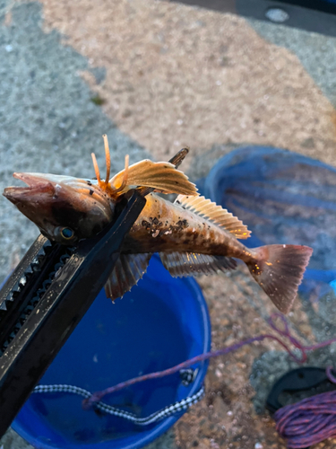 ホウボウの釣果