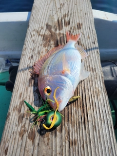 レンコダイの釣果