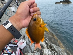 スズメダイの釣果