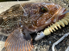 アイナメの釣果