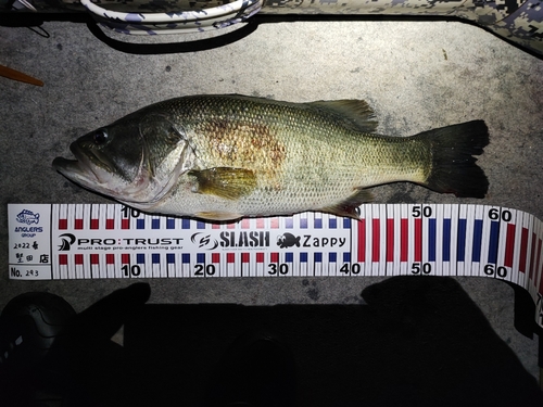 ブラックバスの釣果