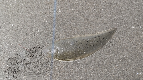 シタビラメの釣果