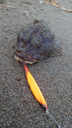 マカジカの釣果