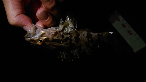 タケノコメバルの釣果