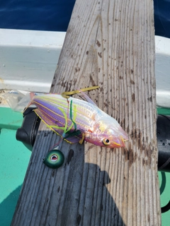 イトヨリダイの釣果