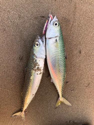 サバの釣果