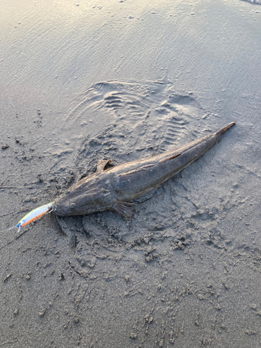 マゴチの釣果