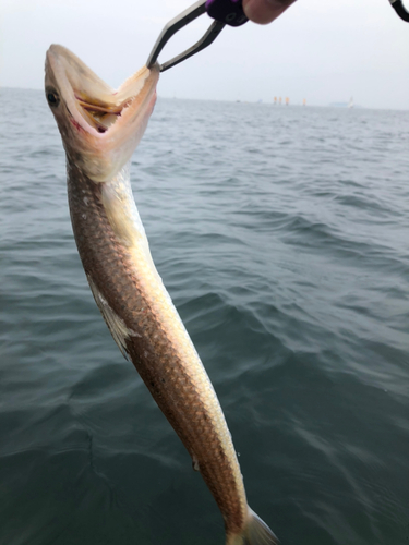 エソの釣果