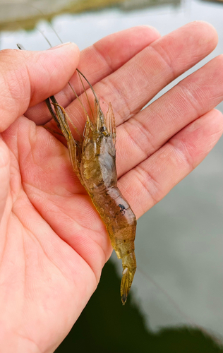 テナガエビの釣果