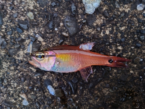 ネンブツダイの釣果