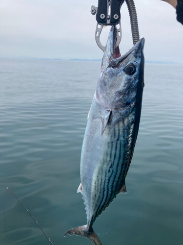 カツオの釣果