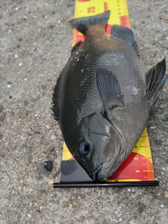 クチブトグレの釣果