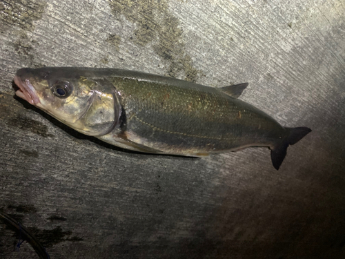 ウグイの釣果