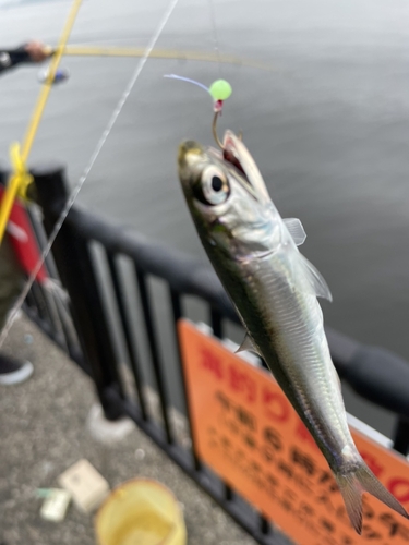 カタクチイワシの釣果