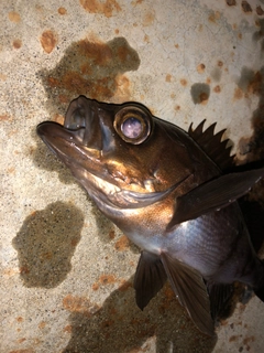 メバルの釣果