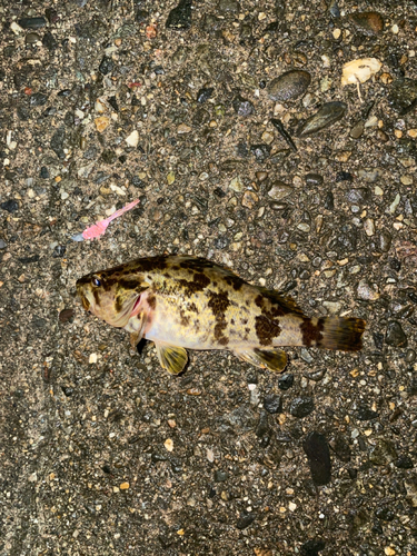 タケノコメバルの釣果