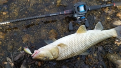 ニゴイの釣果