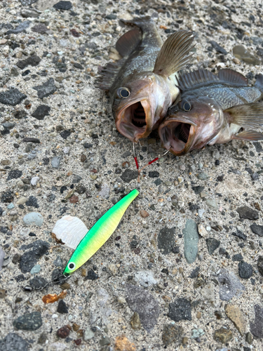 ソウハチの釣果