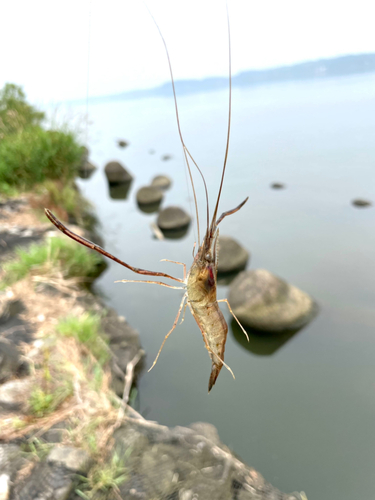 テナガエビの釣果