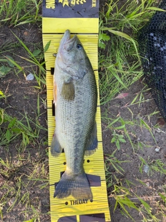 ブラックバスの釣果