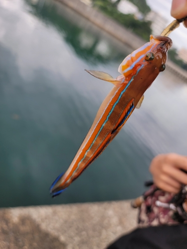 ニシキハゼの釣果