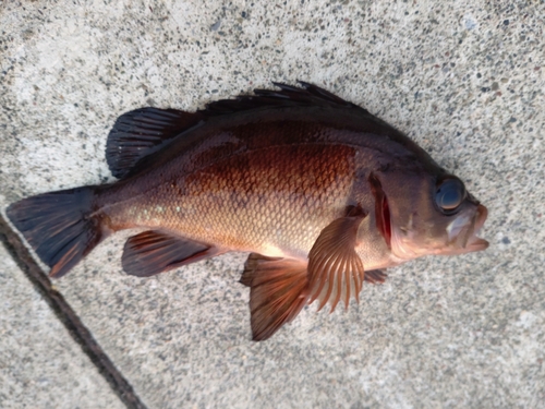 メバルの釣果