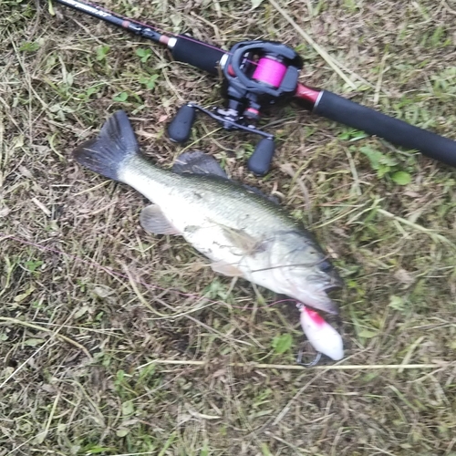 ブラックバスの釣果