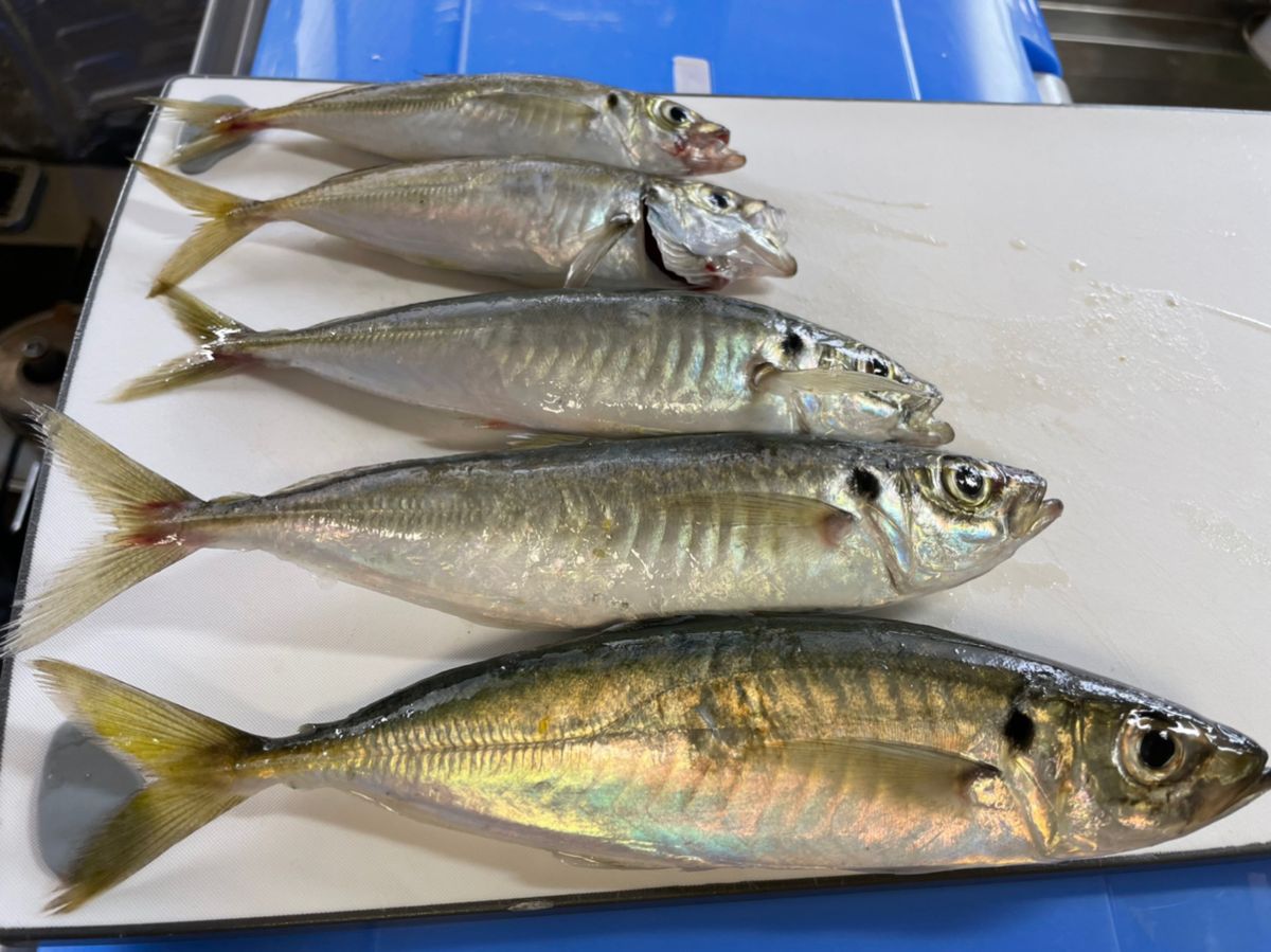 ダットさんさんの釣果 2枚目の画像