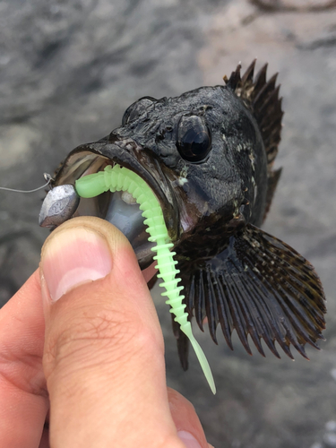 ムラソイの釣果