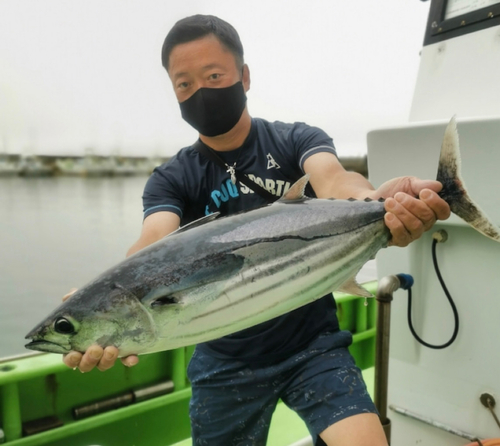 カツオの釣果