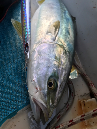 ハマチの釣果