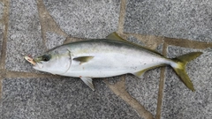 ハマチの釣果