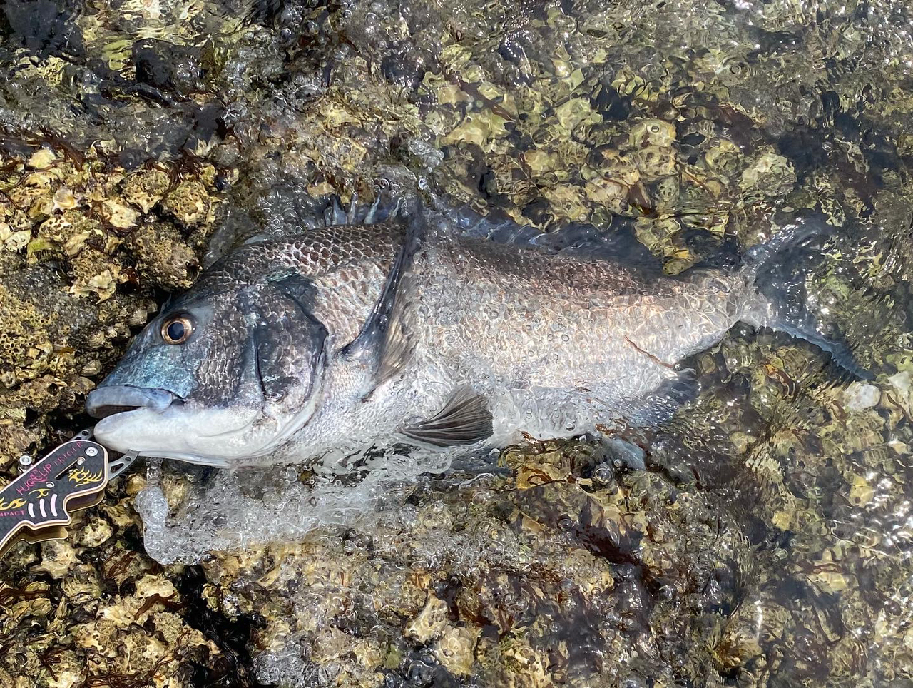 クチブトグレ