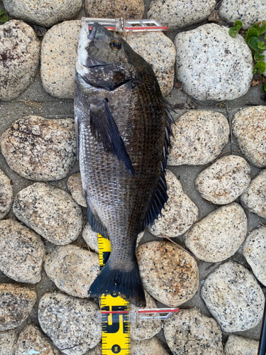 クロダイの釣果