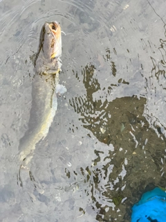 ナマズの釣果