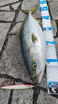 ハマチの釣果