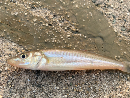 シロギスの釣果