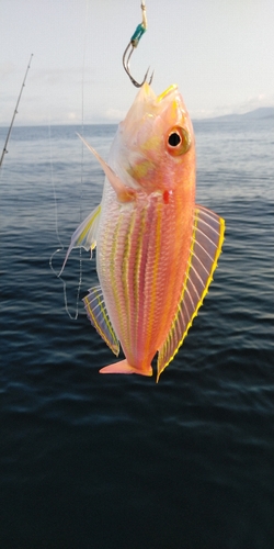 イトヨリダイの釣果