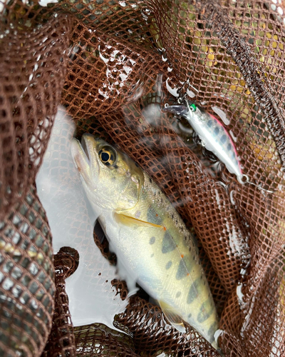 アマゴの釣果