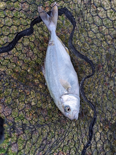 ショゴの釣果