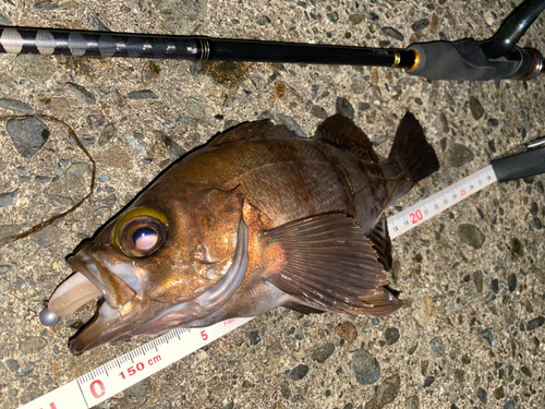 メバルの釣果