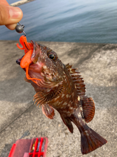 カサゴの釣果