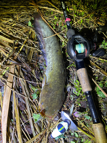 ナマズの釣果