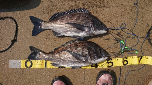 チヌの釣果