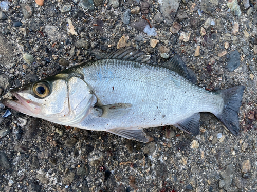 ヒラスズキの釣果