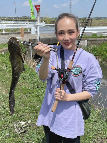 ナマズの釣果