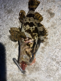 タケノコメバルの釣果